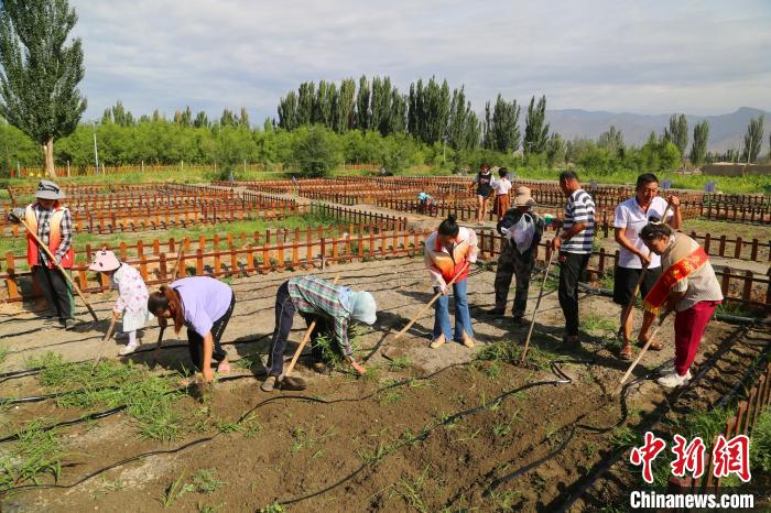 新疆兵团基层“共享菜园”助力“休闲游”