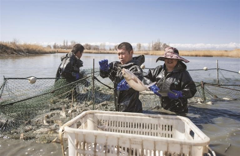 2022年秋，北庭镇渔业养殖喜获丰收。

