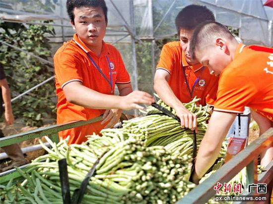成员们协助农户进行采摘。李懿 摄 成员们协助农户进行采摘。李懿 摄