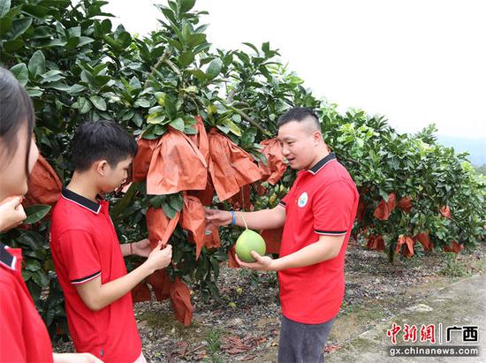 实践团同学们在东兴镇红心柚种植基地参观。蕾蕾 黄晶晶 摄影报道