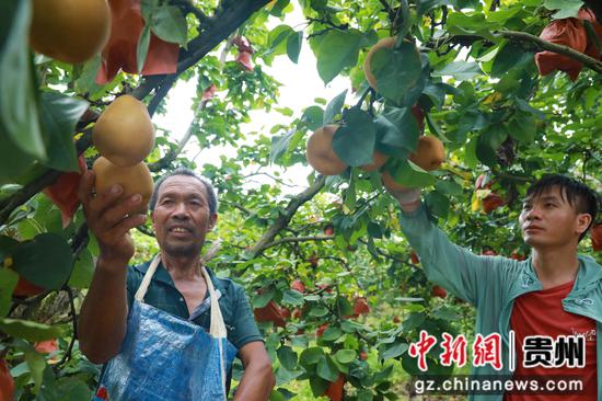 8月8日，在锦屏县敦寨镇三合村梨子种植基地，果农们正在采摘金秋梨。李勇 杨晓荣