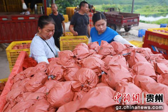 8月8日，在锦屏县敦寨镇三合村，果农们正在分拣、装运、销售刚刚采摘来的金秋梨。李勇 杨晓荣