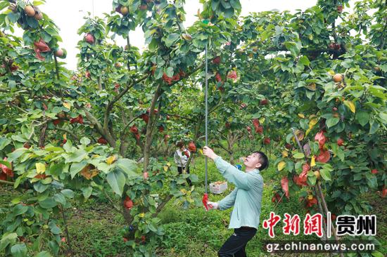 8月8日，在锦屏县敦寨镇三合村梨子种植基地，果农们正在采摘金秋梨。李勇 杨晓荣