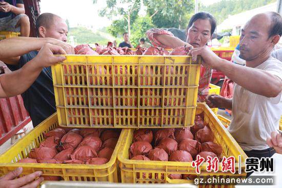8月8日，在锦屏县敦寨镇三合村，果农们正在分拣、装运、销售刚刚采摘来的金秋梨。李勇 杨晓荣