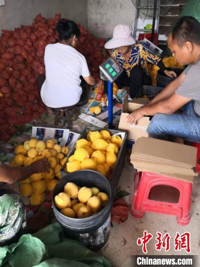 玉屏农歌水果种植农民专业合作社的村民在分拣装箱黄桃。罗继秀摄