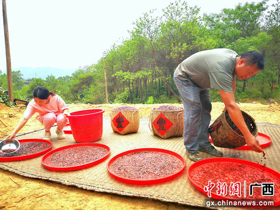 桂林灌阳县“洗瓜”洗出致富“金瓜子”