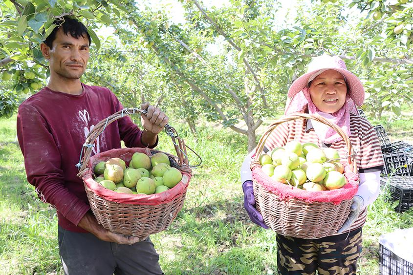 新疆铁门关市：早熟梨挂满枝 果农迎来丰收季