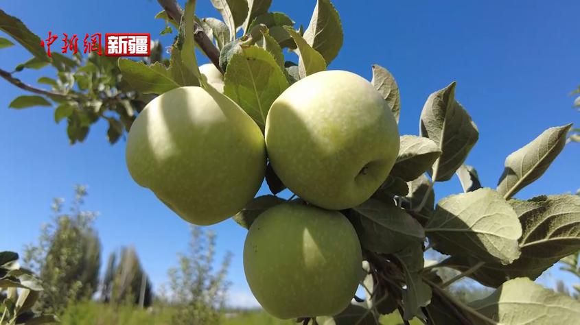 新疆阿克蘇蘋果有了地標“身份證”