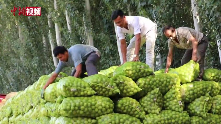 新疆阿克蘇市：33萬余畝核桃成熟 果農采摘忙