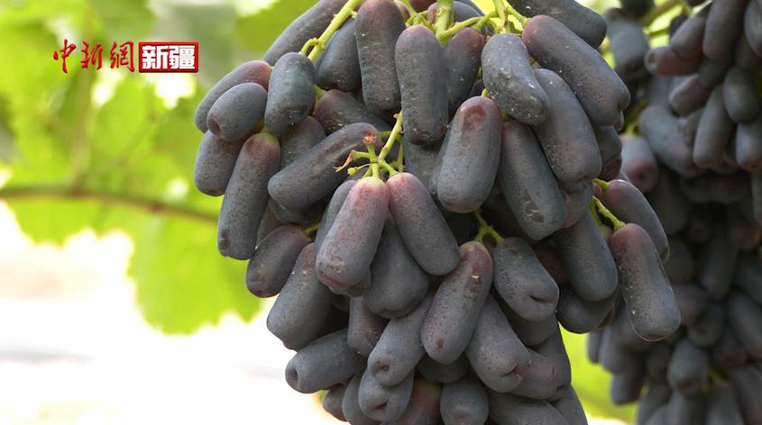 新疆拜城县：三个葡萄新品种试种成功