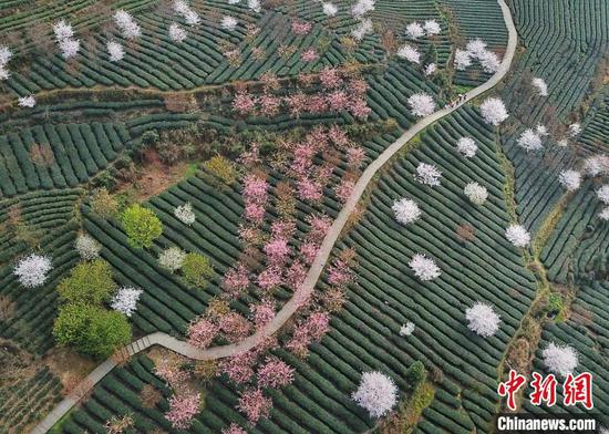 资料图：航拍湄潭茶园。中新网记者 瞿宏伦 摄