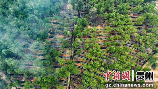 龙岗镇羊肚菌林下种植基地