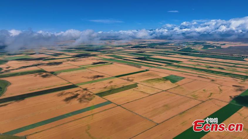 Aerial view of harvest scenery of vast wheat fields under the blue sky in Zhaosu County, Kazak Autonomous Prefecture of Ili, northwest China's Xinjiang Uyghur Autonomous Region. (Photo provided to China News Service)