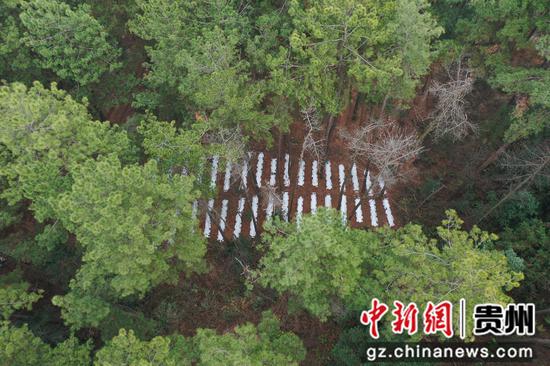长坡岭林场林场红托竹荪中职校现场