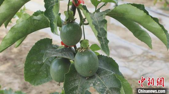 Xinjiang achieves open-field cultivation of passion fruit for first time