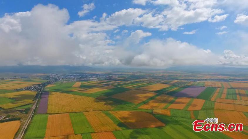 Aerial view of harvest scenery of vast wheat fields under the blue sky in Zhaosu County, Kazak Autonomous Prefecture of Ili, northwest China's Xinjiang Uyghur Autonomous Region. (Photo provided to China News Service)

