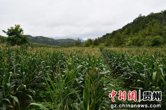 大豆玉米带状复合种植地