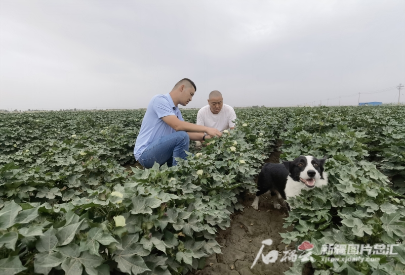 8月10日，尉犁县墩阔坦乡琼库勒村棉花种植大户孟凡伟和农业技术人员在查看棉花生长情况。刘佳摄