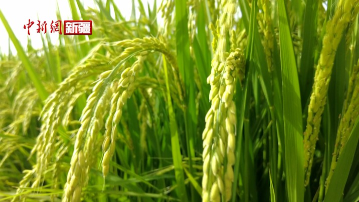 新疆溫宿：九萬余畝水稻進入楊花期