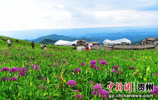 野生韭菜花开吸引游客踏秋避暑。黄庆松摄