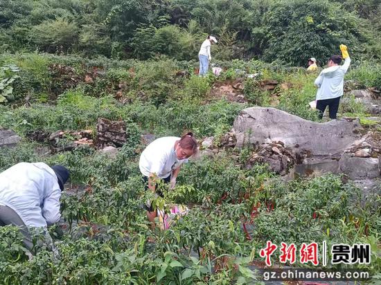 村民在顺河村辣椒种植基地采收红辣椒。王玉菊 摄
