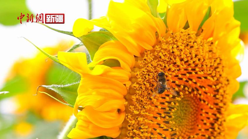 新疆乌什县：千亩向日葵朵朵开