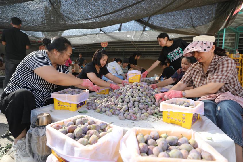 新疆莎車縣6.5萬余畝新梅搶“鮮”上市 銷往全國各地