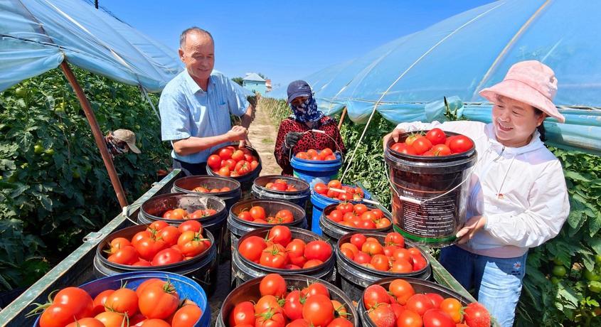 8月20日，在新疆伊犁哈萨克自治州察布查尔锡伯自治县良繁场蔬菜种植基地，良繁场志愿服务队队员与菜农一起拉运西红柿。华岩明摄