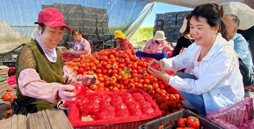 8月20日，在新疆伊犁哈萨克自治州察布查尔锡伯自治县良繁场蔬菜种植基地，工作队第一书记张秀珍带领队员正在帮助菜农分拣装箱。华岩明摄