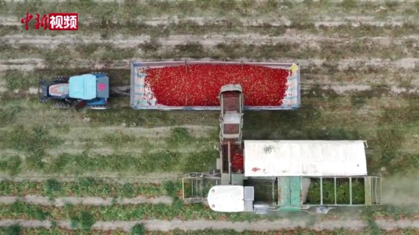 新疆工業番茄迎豐收 全程機械采收