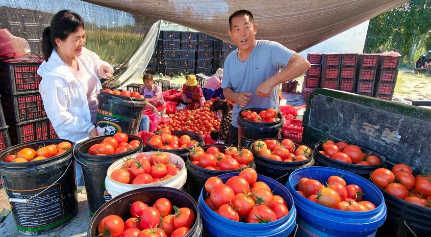 8月20日，在新疆伊犁哈萨克自治州察布查尔锡伯自治县良繁场蔬菜种植基地，工作队第一书记张秀珍（左）与合作社理事长马成来（右）在卸车一桶桶西红柿。华岩明摄