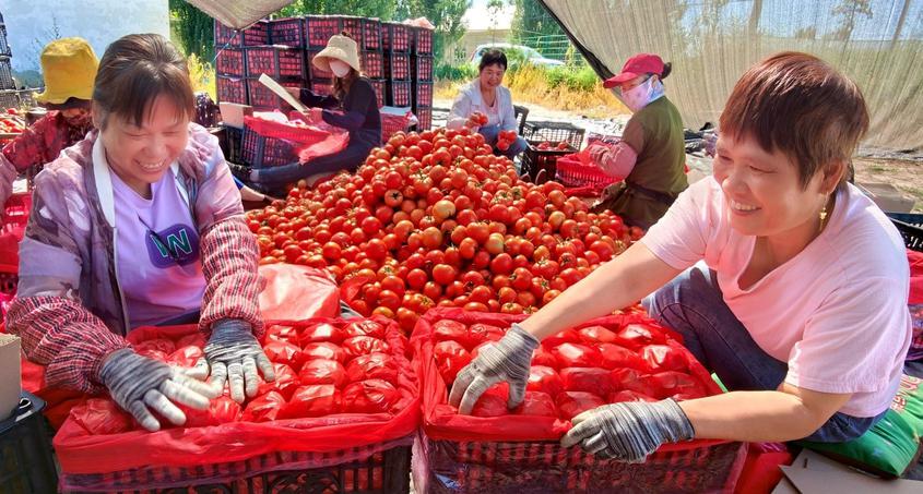 8月20日，在新疆伊犁哈萨克自治州察布查尔锡伯自治县良繁场蔬菜种植基地，工作队队员和菜农在包装西红柿。华岩明摄