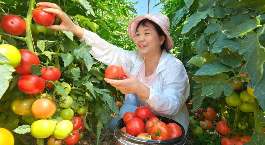 8月20日，在新疆伊犁哈萨克自治州察布查尔锡伯自治县良繁场蔬菜种植基地，工作队队员正在帮助菜农采摘西红柿。华岩明摄
