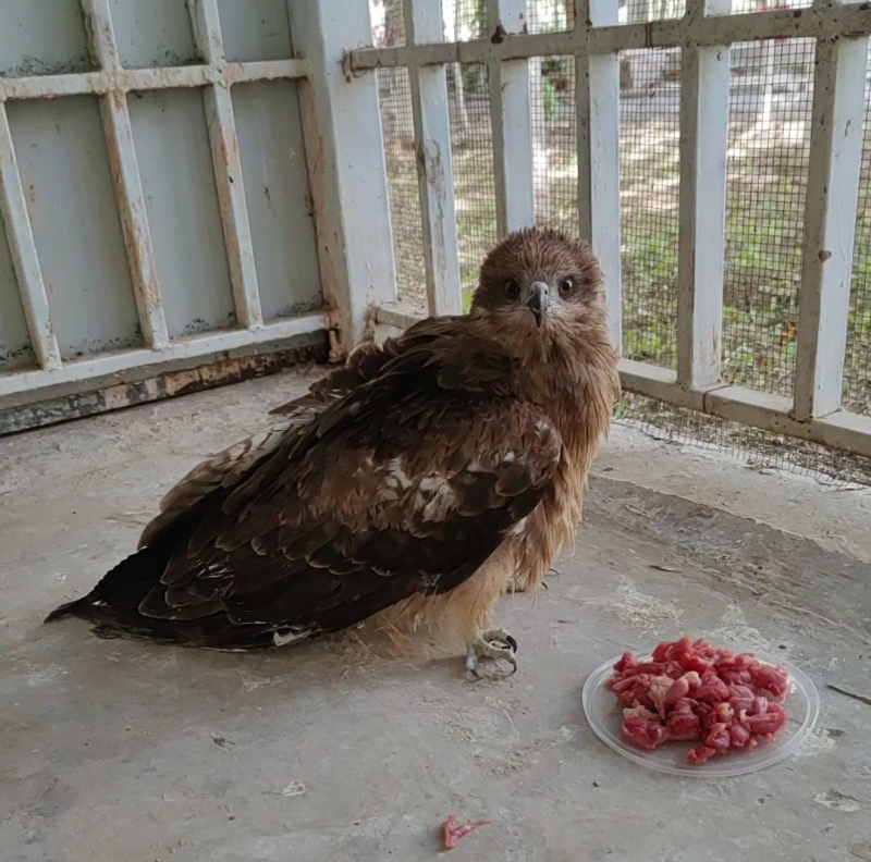 8月18日,尉犁县野生动物保护办公室协同尉犁县公安局食品药品环境犯罪侦查大队将成功救助的国家二级野生保护动物黑鸢放归大自然。 李新安摄 8月18日,尉犁县野生动物保护办公室协同尉犁县公安局食品药品环境犯罪侦查大队将成功救助的国家二级野生保护动物黑鸢放归大自然。 李新安摄