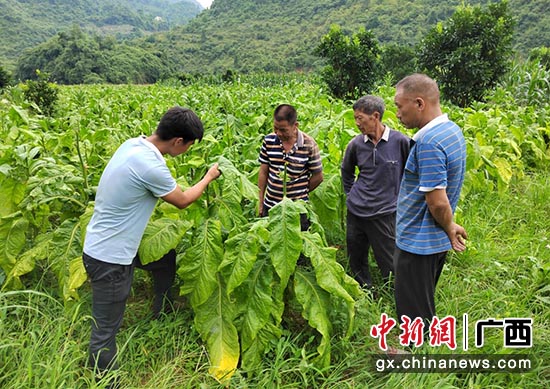黄远成到磨村村沙坪屯烟区进行大田成熟采收现场培训烟农。