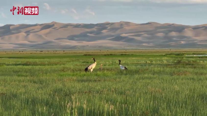 新疆阿爾金山生態環境持續改善 野生動物自由奔跑