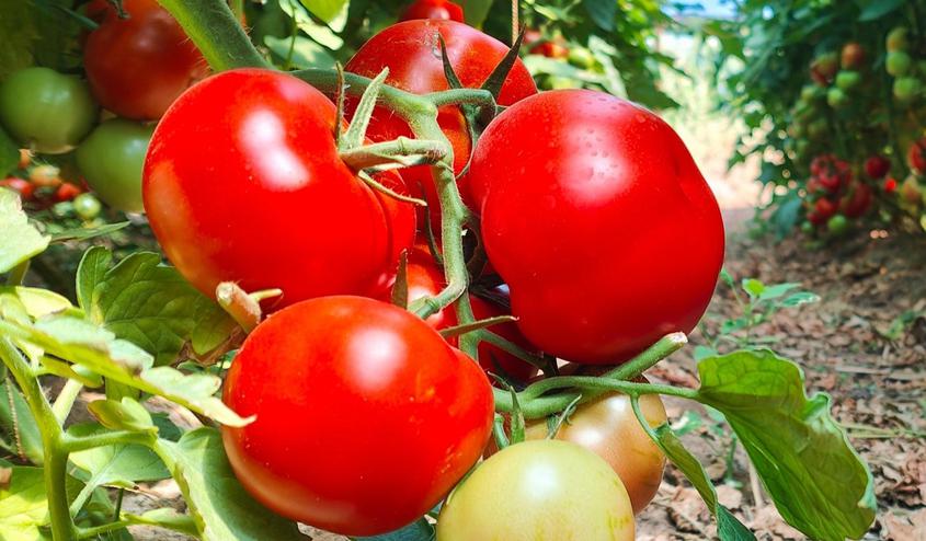 8月20日，在新疆伊犁哈萨克自治州察布查尔锡伯自治县良繁场蔬菜种植基地，一串串西红柿饱满圆润、鲜红剔透，令人垂涎欲滴。华岩明摄
