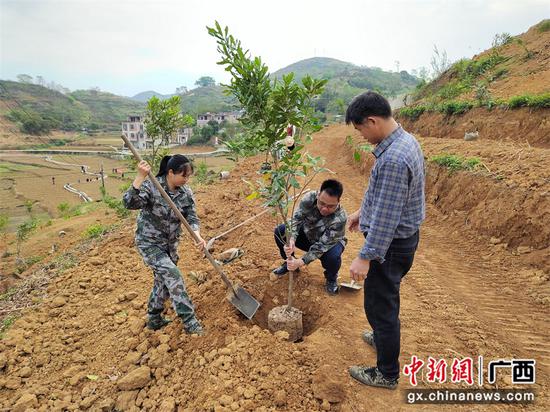 1马山镇人大代表到平安村澳洲坚果基地种植果树