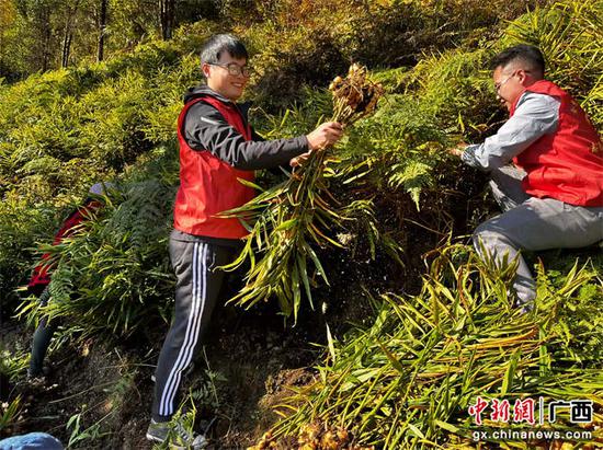 江鸿丰（左）帮助村民采收生姜。金秀县委组织部供图
