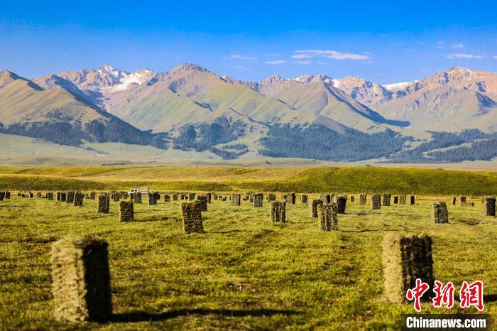 牧草收割 储“冬粮” 新疆那拉提空中草原一派繁忙