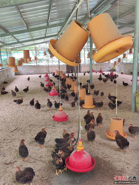 图为小谷鸡养殖基地。