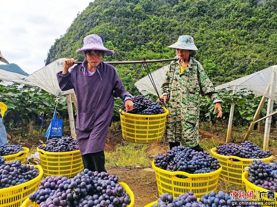 武平镇多纳村村民正在采收葡萄。