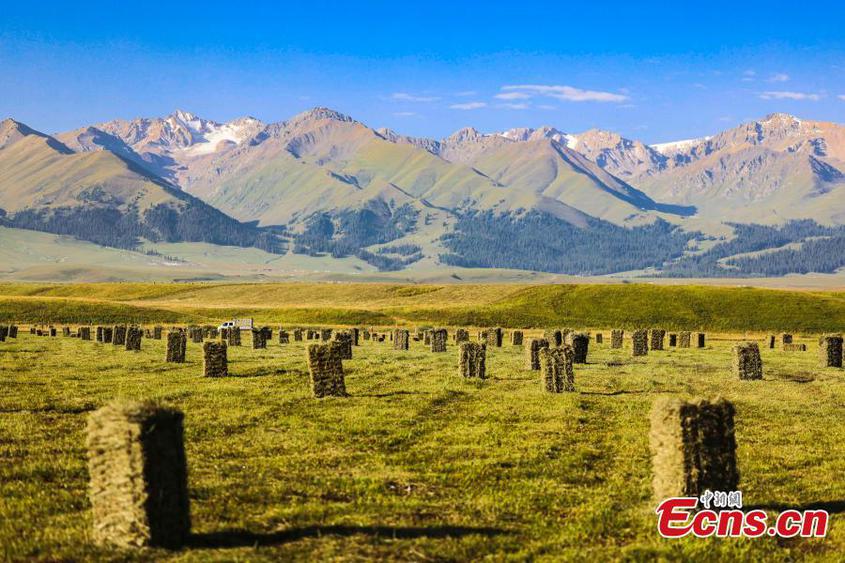 Harvested grasses are piled up on Nalati grassland in Xinjiang Uyghur Autonomous Region. (Photo: China News Service/Zhang Wenting)

Locals have been busy in harvesting grasses to reserve winter fodder for herds.