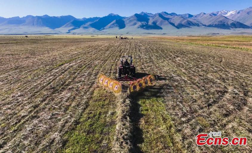 Machines harvest grasses on Nalati grassland in Xinjiang Uyghur Autonomous Region. (Photo: China News Service/Zhang Wenting)

