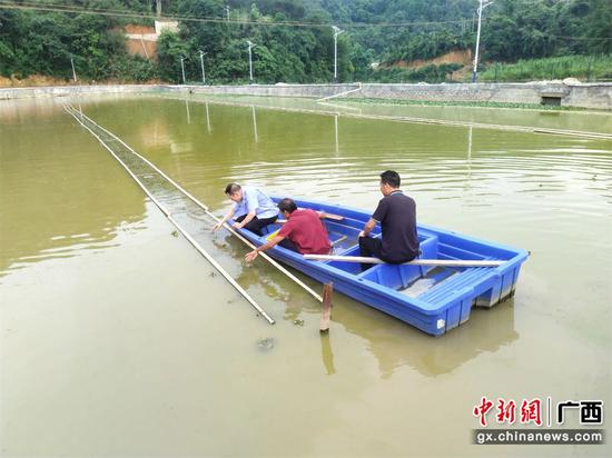 图为退伍军人梁胜仁正在给池中的甲鱼投食。