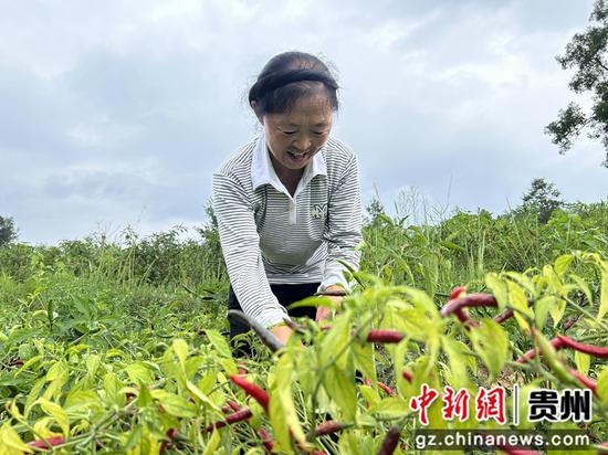 8月25日 村民正在红丝乡先进村土垒采摘辣椒。叶春霞摄
