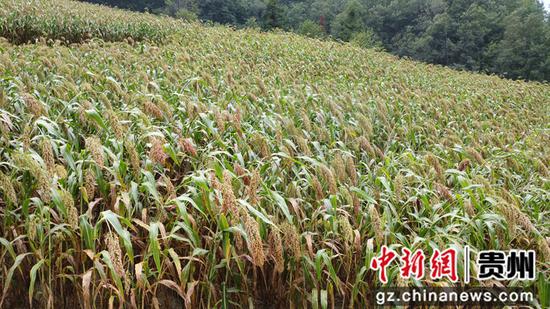 8月25日，红丝乡先进村高粮种植基地航拍，杨冬摄
