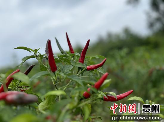 8月25日 红丝乡先进村土垒辣椒种植基地辣椒特写。叶春霞摄
