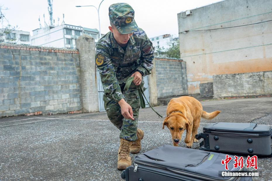 广西武警多课目强化训练提升军犬实战能力