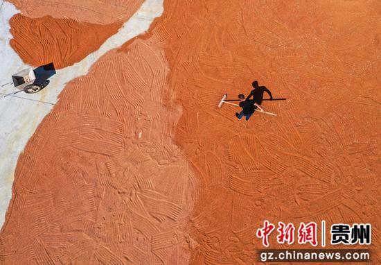 2023年8月31日，村民在务川县黄都镇云丰村晾晒高粱（无人机照片）。徐飞 摄